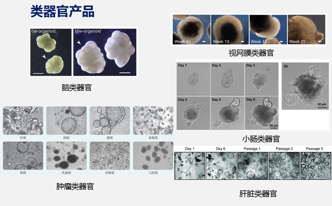 伊莱博类器官产品.jpg